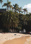 Kutti Beach Palm Trees
