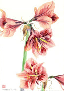 Amaryllis No.I