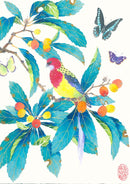 Eastern Rosella and Loquats