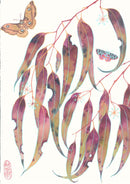 Eucalyptus and Gum Emperor Moth