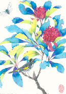 Waratah and Honeyeater