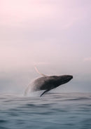 Tweed Whale Breacher