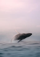 Tweed Whale Breacher (Medium / Natural Framed)